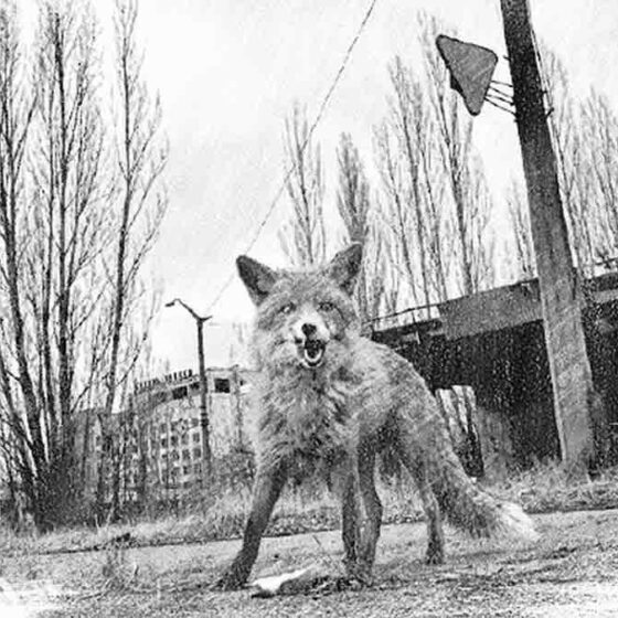 The Chernobyl Exclusion Zone is a UNESCO World Heritage Site